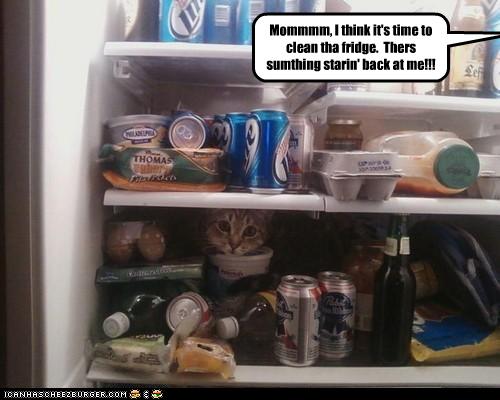 funny-pictures-cat-is-in-fridge.jpg