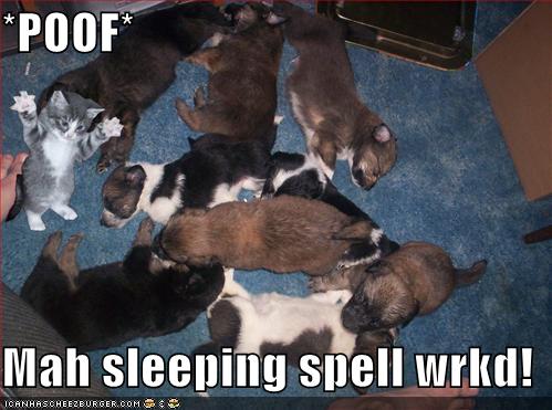The Meaning Of Dog Tired ..... Funny-pictures-kitten-sleeping-spell-on-dogs